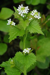 garlic-mustard-large-199x300