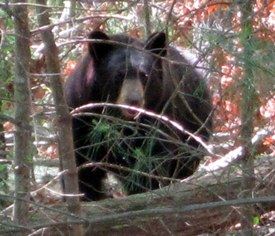 Black Bear Spotted Near Groton Road, Photograph Taken by Police Officer Mike Perciballi