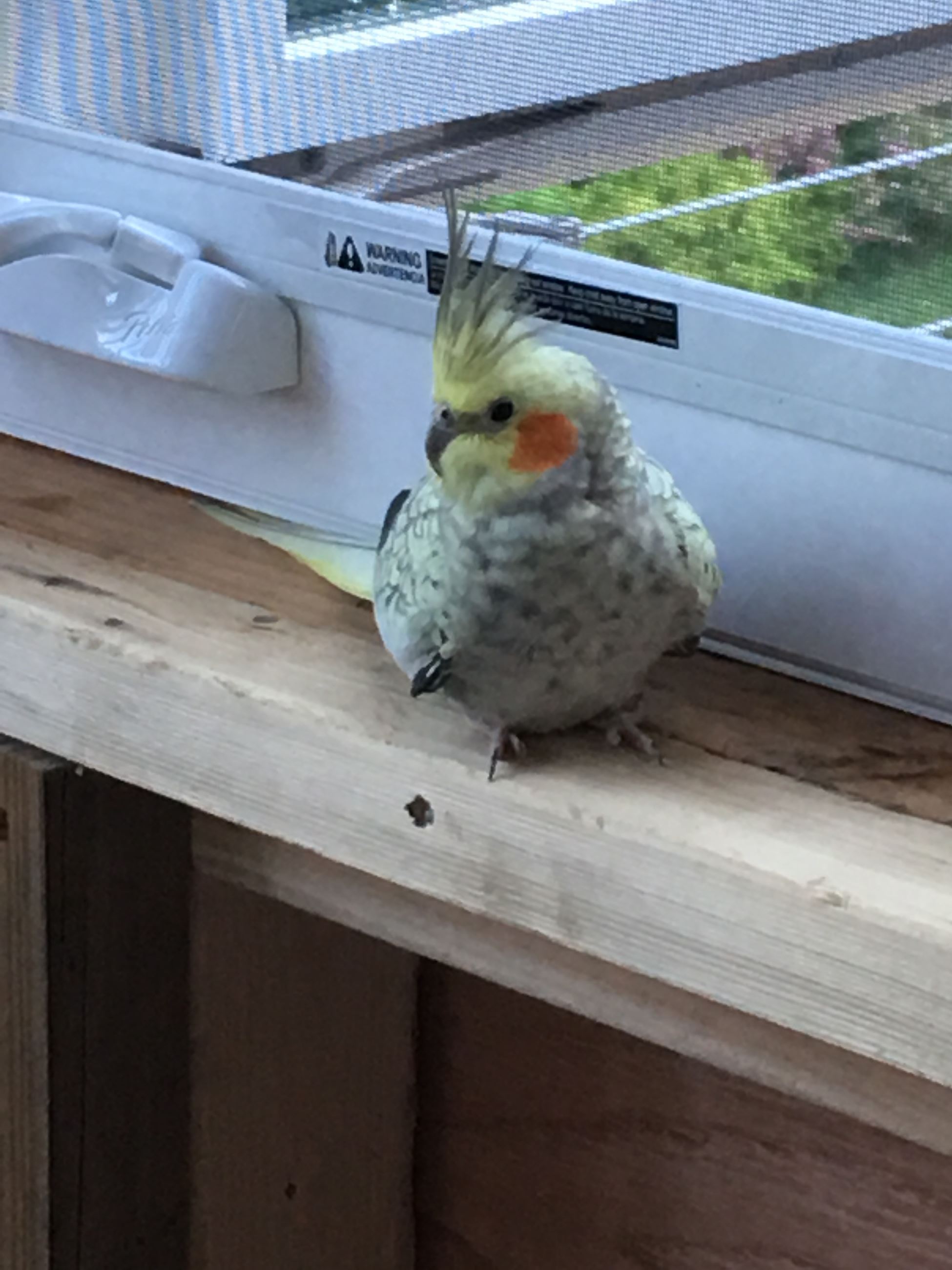 found cockatiel