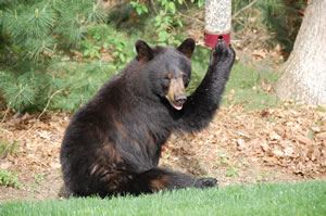 Bear at a Bird Feeder